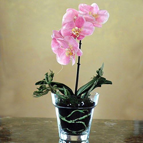 Jane Seymour Phalaenopsis Orchid 14H in. Silk Flower Arrangement