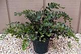 Button Fern -Pellaea rotundifolia-Unusual, Easy to Grow