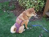 Joybies PiddlePlaid Piddle Pants(tm) for X Large Female Dog (Measuring 19-22 from Collar to Base of Tail)