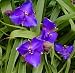 Zwanenburg Blue Spiderwort Tradescantia