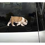 Cute Fluffy Animals #17- English Bulldog Puppy - 6 Inch Vibrant High Resolution Full Color Vinyl Laptop Tablet Decal