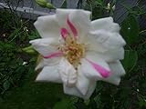 Heirloom Antique Rose Own Root Rose Smith Parish Yellow