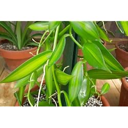 Vanilla planifolia Orchid Plant (Variegated leaves)