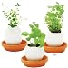 Eggling Plants (set of 3) Herbs: Mint, Basil, Thyme