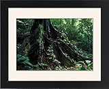 IMAGE OF Framed Prints of PPG-1625 Strangler Figs - trunk of a large tree in the forest of french Guyana from Ardea Wildlife Pets