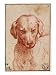 Head of a Dog Art Giclee Poster Print by Parmigianino, 18x24