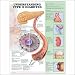 Understanding Type 2 Diabetes Anatomical Chart Image