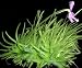 Carnivorous Mexican Butterwort Plant - Pinguicula