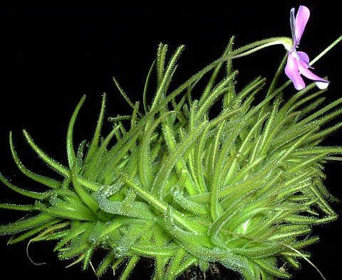 Carnivorous Mexican Butterwort Plant – Pinguicula