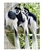 Colobus