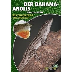 Der Bahama-Anolis: Anolis Sagrei. Art f�r Art