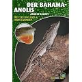 Der Bahama-Anolis: Anolis Sagrei. Art f�r Art