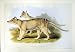 C1990 Mammals Thylacine Thylacinus Cynocephalus Colour