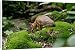 Canvas Prints of Chevrotain / Lesser Mouse Deer from Ardea Wildlife Pets