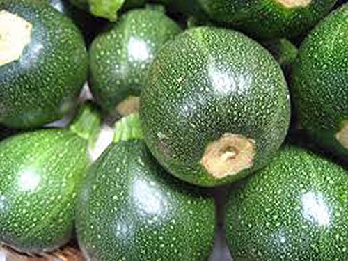 Zucchini Seeds, Round Squash, Heirloom, Organic, 20+ Seeds, Non Gmo, Healthy Vegetable Zucchini Seeds, Round Squash, Heirloom, Organic, 20+ Seeds, Non Gmo, Healthy Vegetable