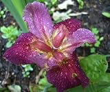 Louisiana Iris 'Freddie Boy'