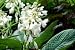 Hosta Flower - 24