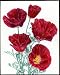 Photographic Prints of Eschscholzia Californica (Cherry Ripe Poppy) from Mary Evans