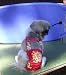 Joybies Tropical Red Aloha Piddle Pants(tm) for Medium Male Dog (Measuring 15-17 From Collar to Base of Tail)