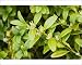Photographic Prints of Box bush - in flower from Ardea Wildlife Pets