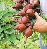 David's Red Organic Hybrid Beet Red Ace 300 Seeds per Packet