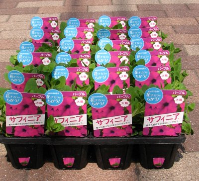 サフィニアの苗(パープル)１０ポットセットです。