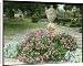 Canvas Prints of Cistus Purpureus (Orchid Rock Rose) from Mary Evans