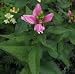 'Hot Lips' Turtlehead Perennial - Chelone - Potted