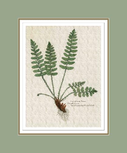 Botanical Print of Christmas Fern, Double Matted, 11x14 Inches, High Quality Giclee Print