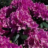 Rhododendron - Catawba Rhododendron English Roseum - Gallon