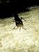 Giant Tenebrionid Beetle, Seychelles Photographic Poster Print by Rick Price, 18x24