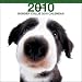 Border Collie 2010 Wall Calendar