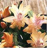 Outdoor Living : Orange Christmas Cactus Plant - Zygocactus - 4' pot