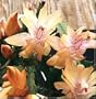 Hirt's Orange Christmas Cactus Plant - Zygocactus - 4" pot