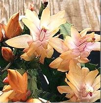 Orange Christmas Cactus Plant