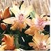 Orange Christmas Cactus Plant