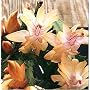 Orange Christmas Cactus Plant