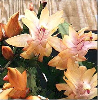 Childrens Toyshop  Outdoor Living : Orange Christmas Cactus Plant - Zygocactus - 4" pot