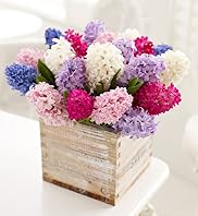 Mixed Hyacinth Arrangement