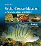 Fische, Krebse, Muscheln in heimischen Seen und Fl&uuml;ssen: 115 Arten in &uuml;ber 350 Lebendabbildungen - Wolfgang Hauer