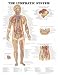 The The Lymphatic System Anatomical Chart