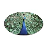 38.5x24.5O Wall Vinyl Sticker Peacock with Beautiful Plumage (Feathers)
