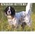 Just English Setters 2009 Calendar