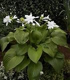 芳香あり！ホスタ（ギボウシ） ‘プランタギネア ヴィーナス’苗　１株　５芽付（根株）