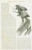 1886 Magazine Article Birds of the Past Extinct Birds
