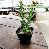 ローズマリー 立性 【苗】 9cmポット <当店はハーブ専門店。多品種 高品質> ローズマリー 立性 【苗】 9cmポット <当店はハーブ専門店。多品種 高品質>