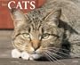 Just Cats 2008 Calendar
