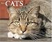 Book Just Cats 2008 Calendar (Just)