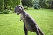 Large scale T REX statue dinosaur garden sculpture New