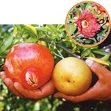 ザクロ：泰山1号4号ポット[中国から導入された大実人気柘榴][苗木]